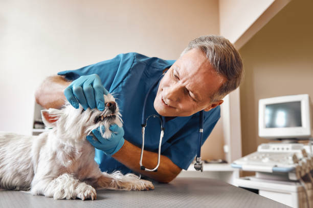 Best Pediatric Emergency Dentist in The Colony, TX